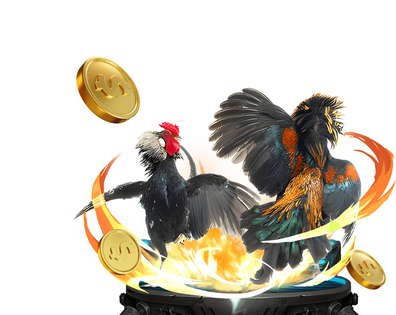 Trận đá gà kịch tính trên đấu trường