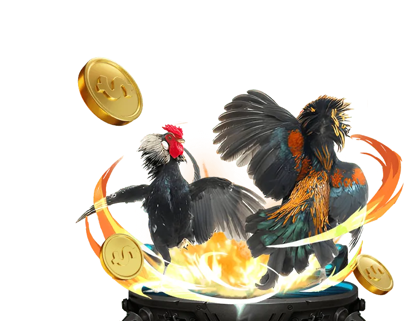 Trận đá gà kịch tính trên đấu trường